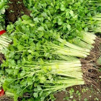Rau mùi ta (ngò rí) sạch, hữu cơ
